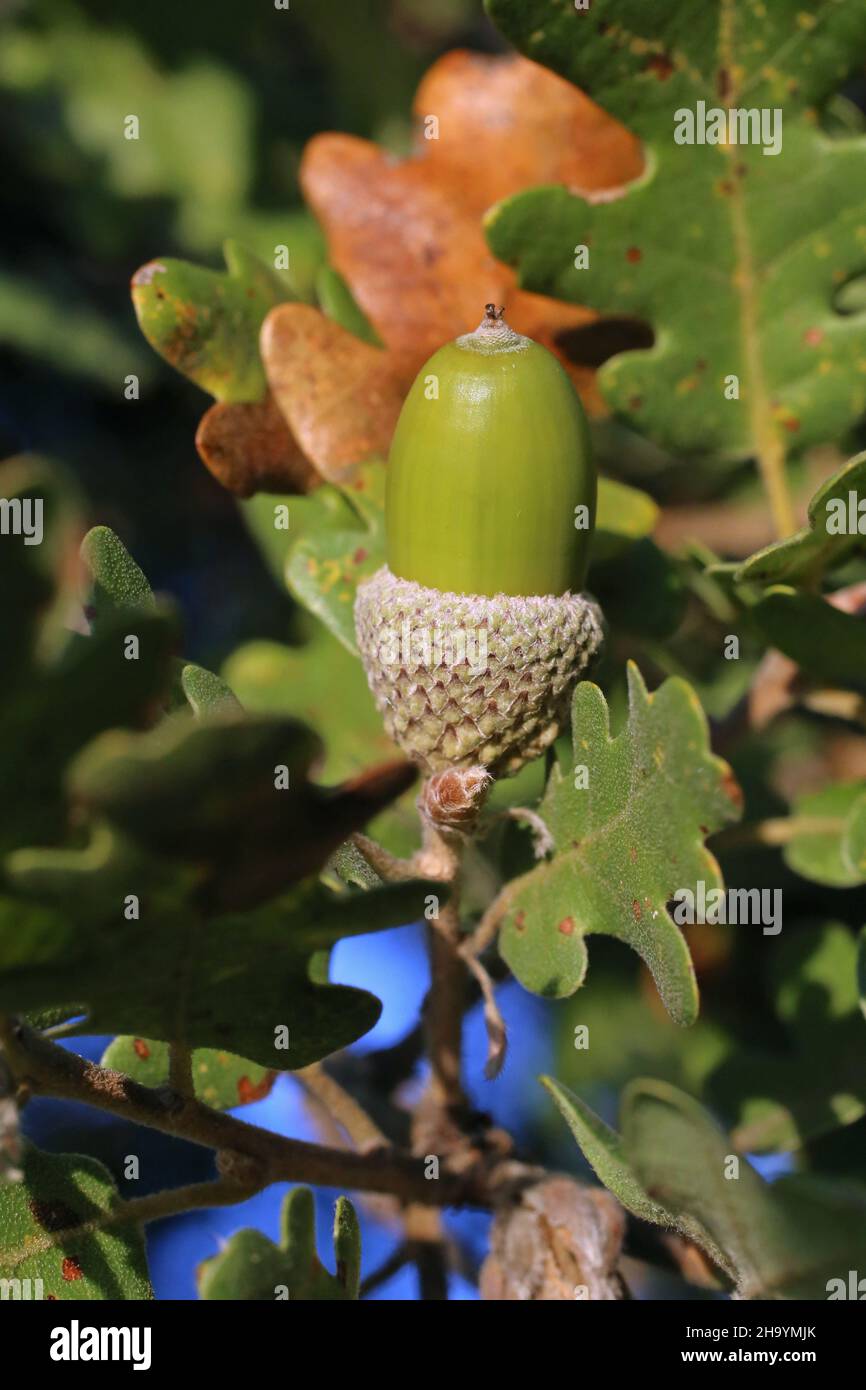 Quercus pubescens, Downy Oak White Oak, Fagaceae. Wild plant, shot in the fall. Stock Photo