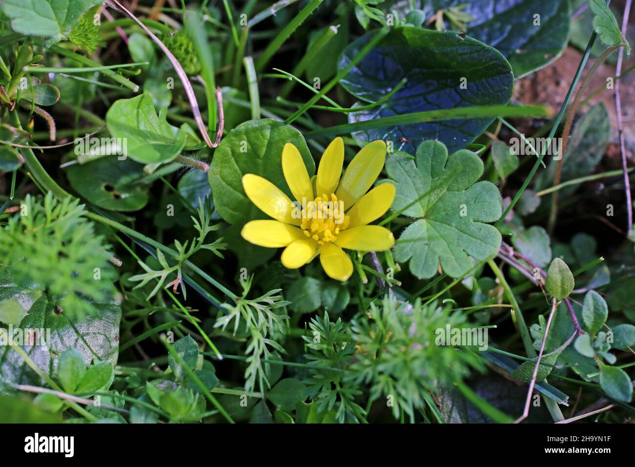 Ficaria verna, Lesser Celandine, Ranunculaceae. Wild plant, shot in the fall. Stock Photo