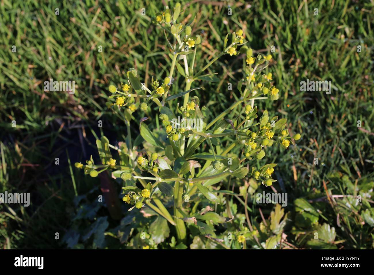 Ranunculus sceleratus, Celery-leaved buttercup, Ranunculaceae. Wild plant, shot in the fall. Stock Photo
