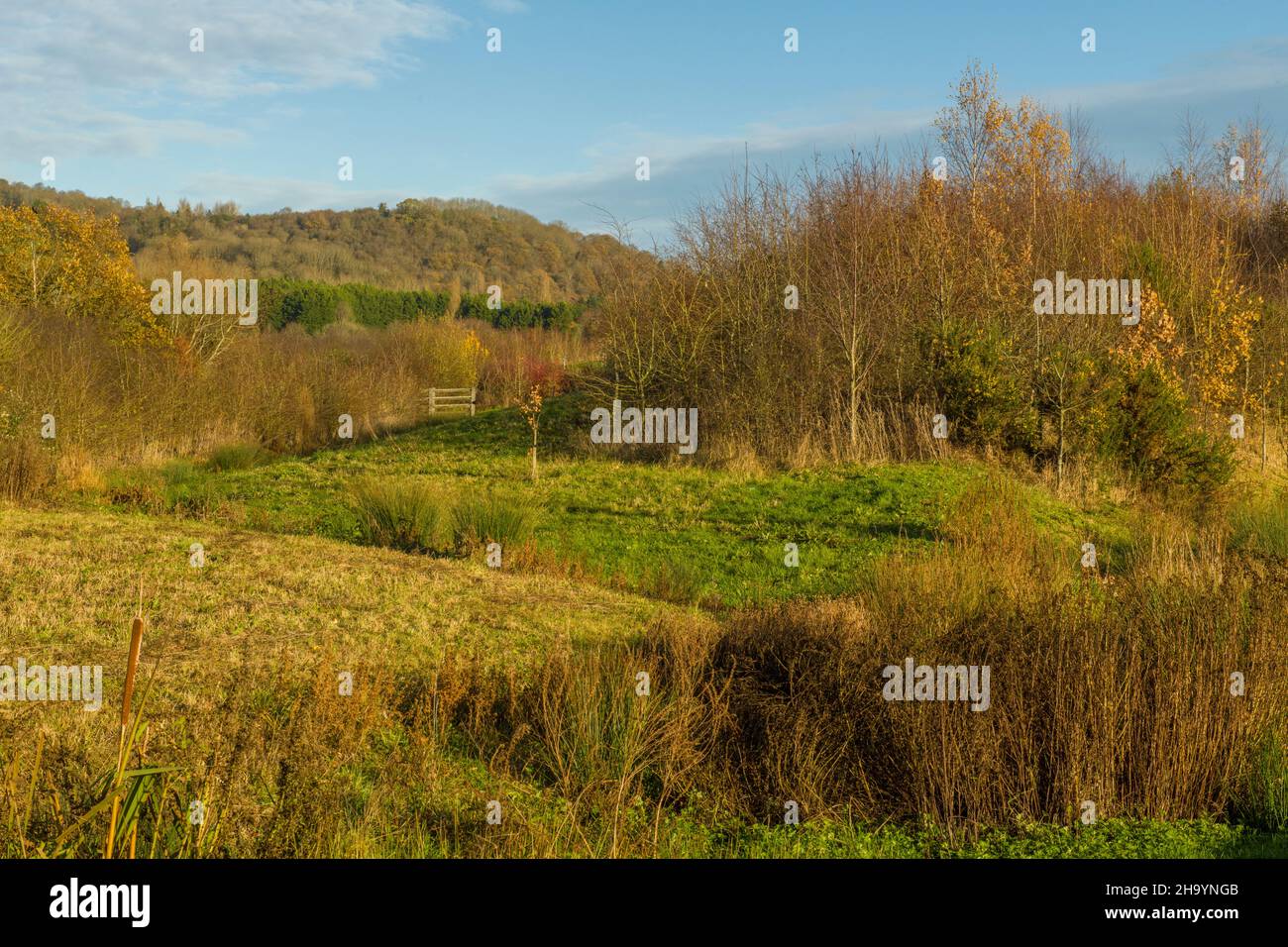 Winter sunshine near Gloucester with a blue sky and bare trees Stock Photo