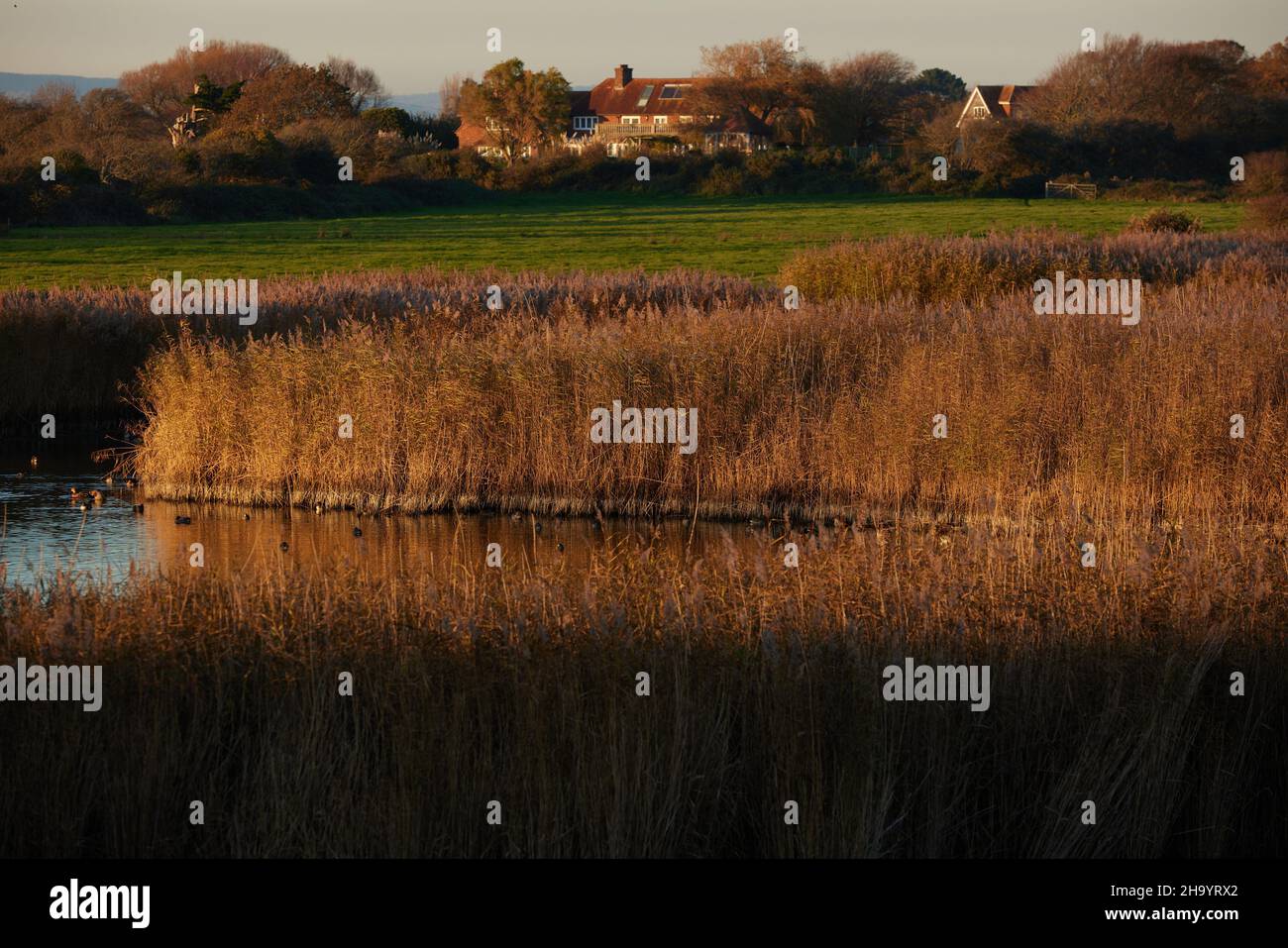 Reeds and lagoon seen in Pagham Harbour Nature Reserve Stock Photo Alamy