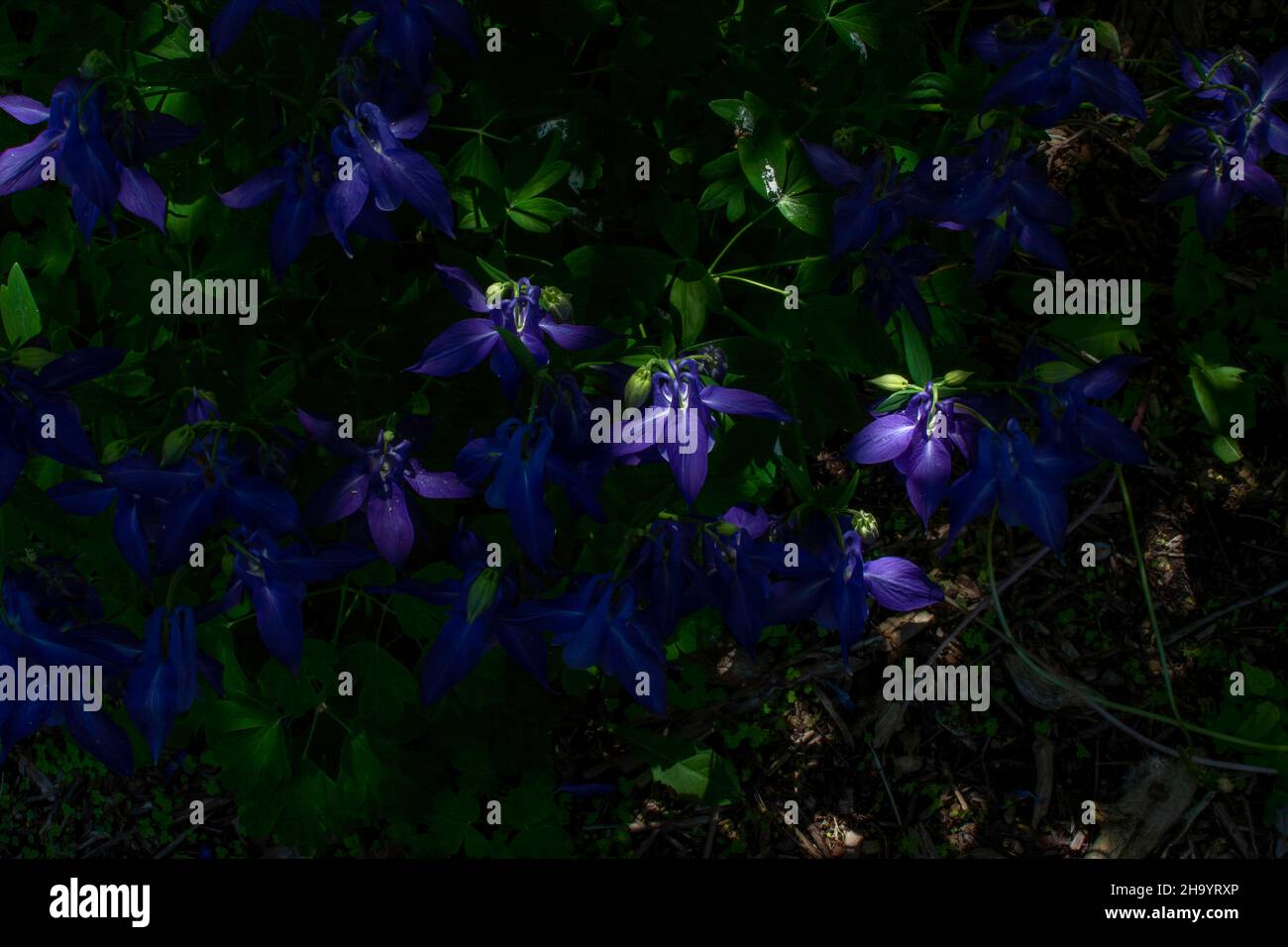 View from above of a group of Purple Columbine Stock Photo