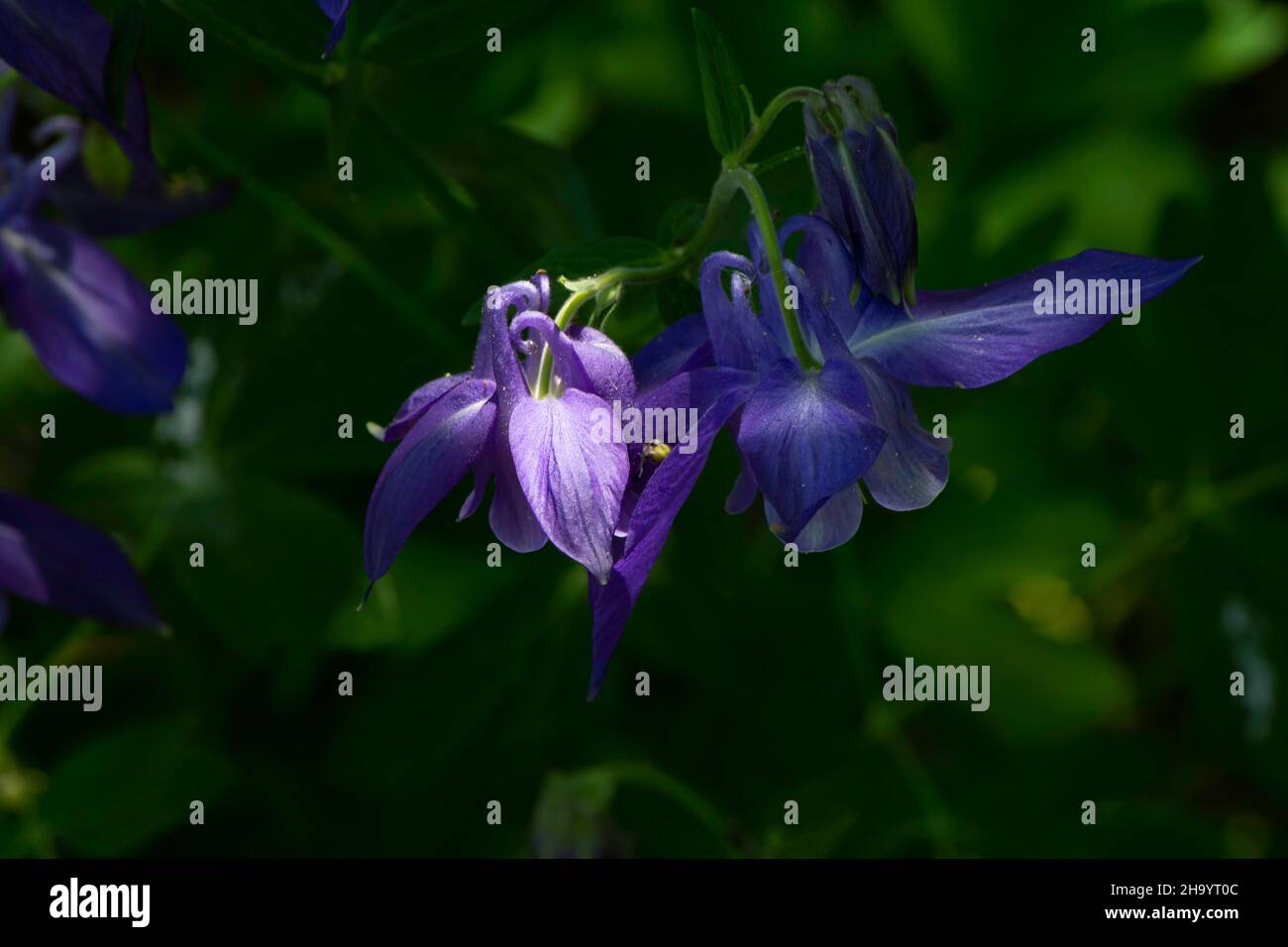 A closeup of a bright Purple Columbine flower. Highlighted next to other single flowers Stock Photo