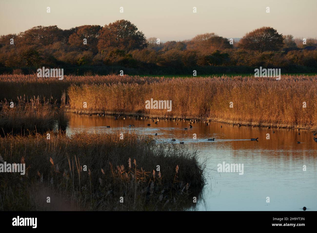 Reeds and lagoon seen in Pagham Harbour Nature Reserve. Stock Photo