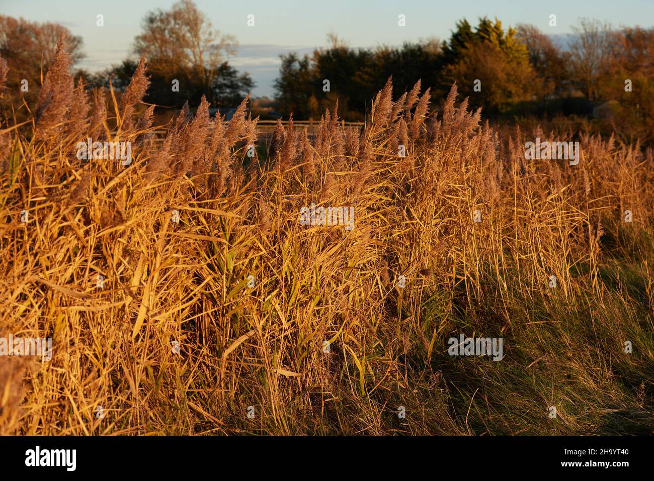 Cut reed bed hi-res stock photography and images - Alamy