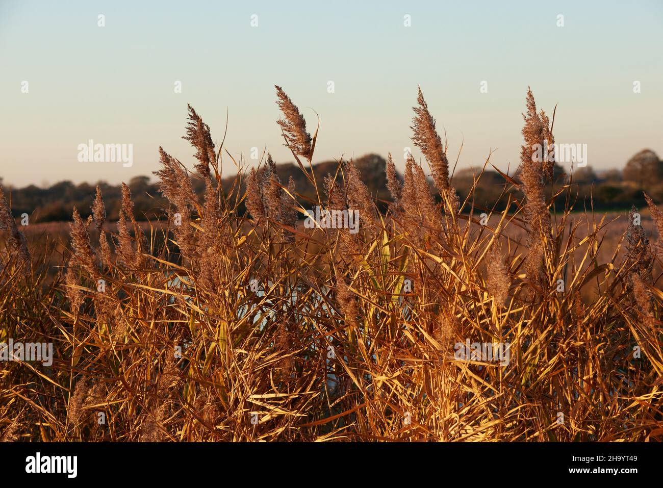 Cut reed bed hi-res stock photography and images - Alamy