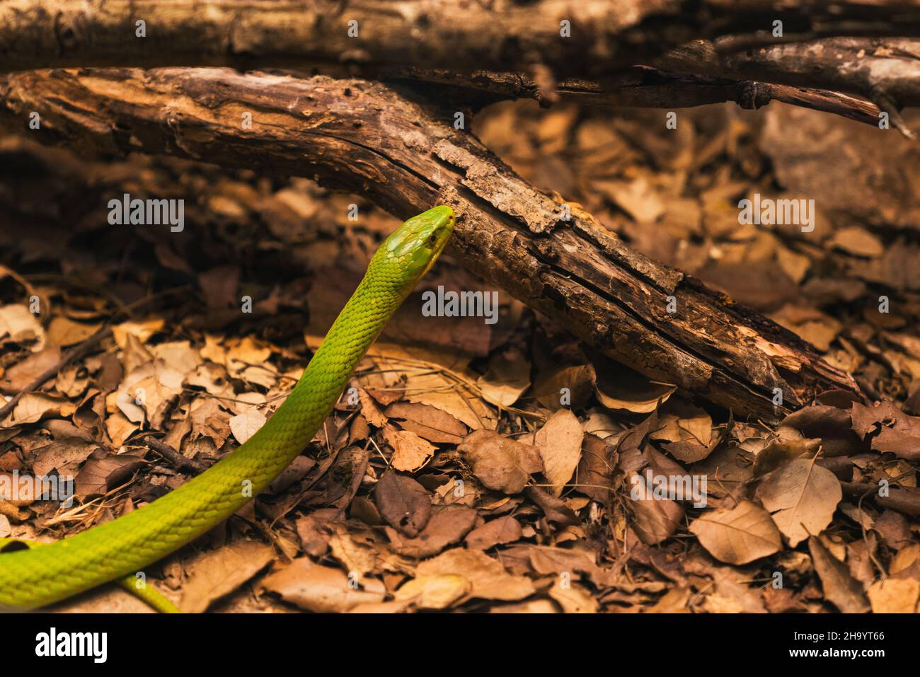 Close-up shot of a green snake on the fallen leaves on the ground Stock Photo
