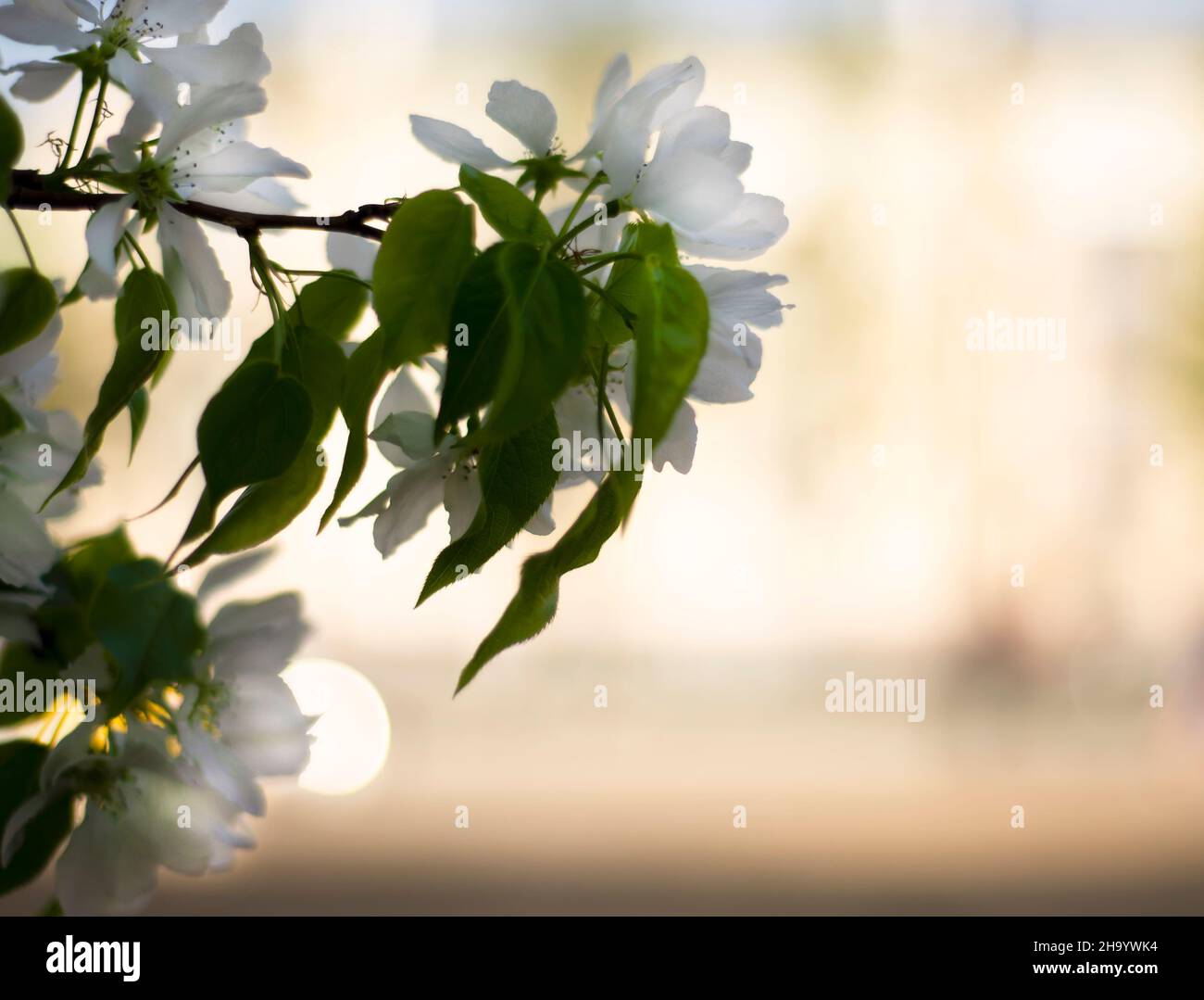Tree branch spring hi-res stock photography and images - Alamy