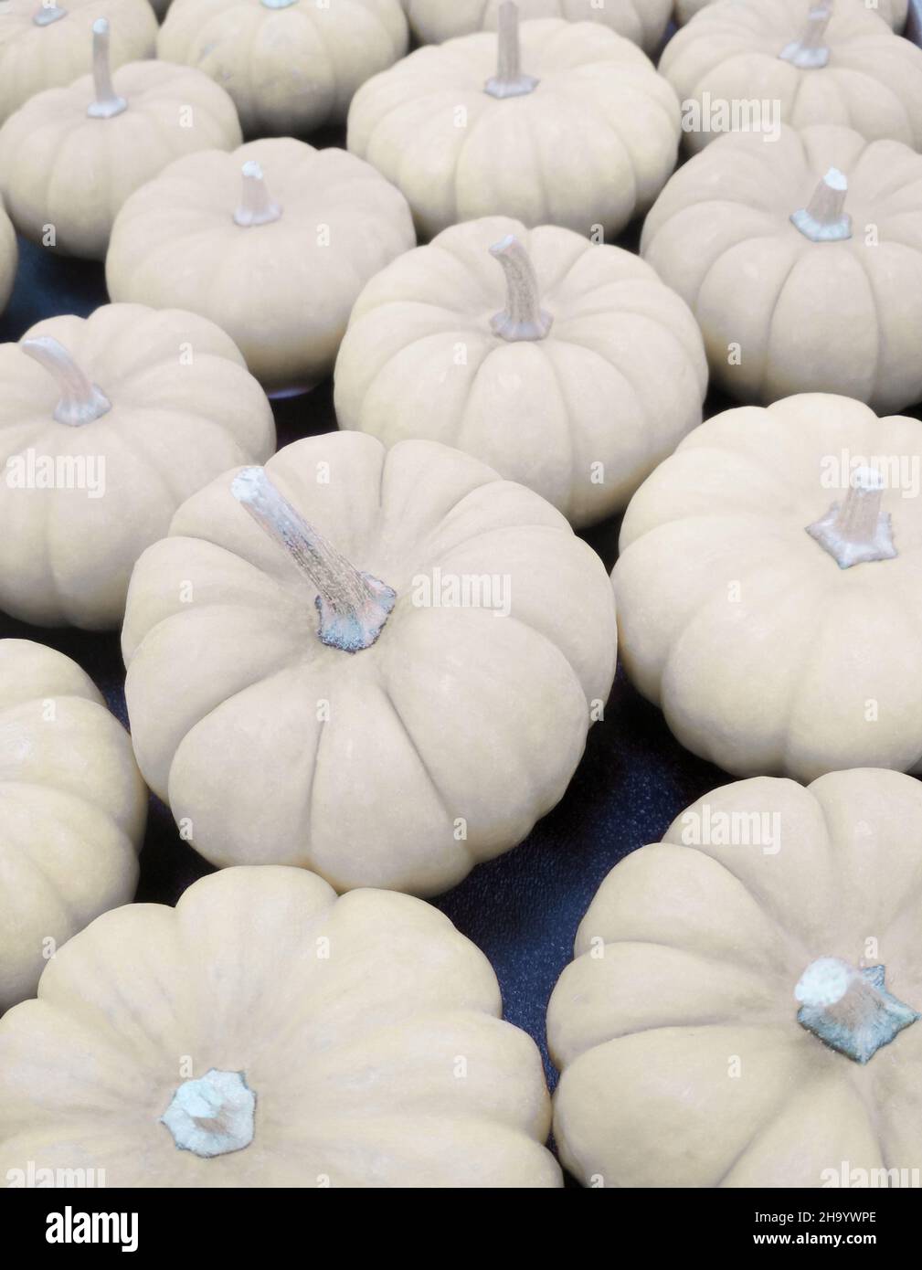 Vertical closeup of the heap of white pumpkins Stock Photo - Alamy