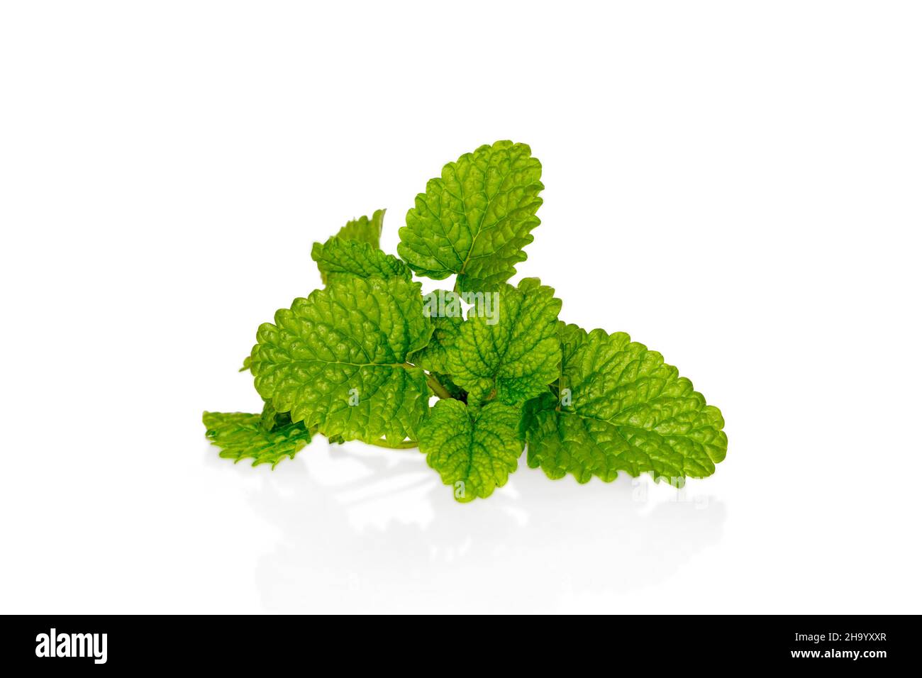 Fresh lemon balm bunch isolated on white background with reflection Stock Photo
