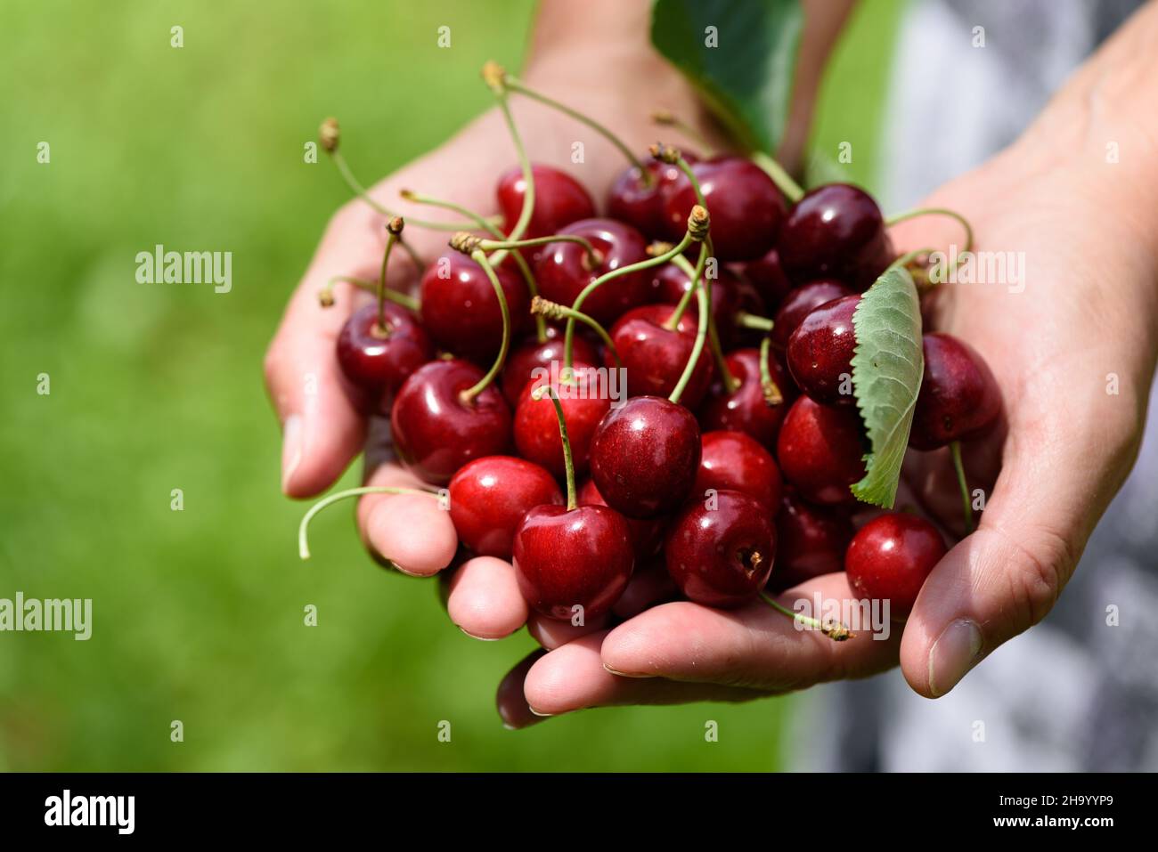 Frauenhände, die frisch gepflückte Kirschen halten Stock Photo