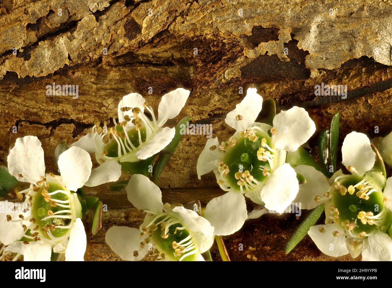 Macro view of Heath Teatree (Leptospermum myrsinoides) flowers against eucalypt bark, Australian native plant Stock Photo