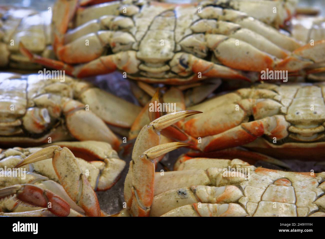Fresh crabs in the Food market Fishermans wharf at San Francisco California USA Stock Photo