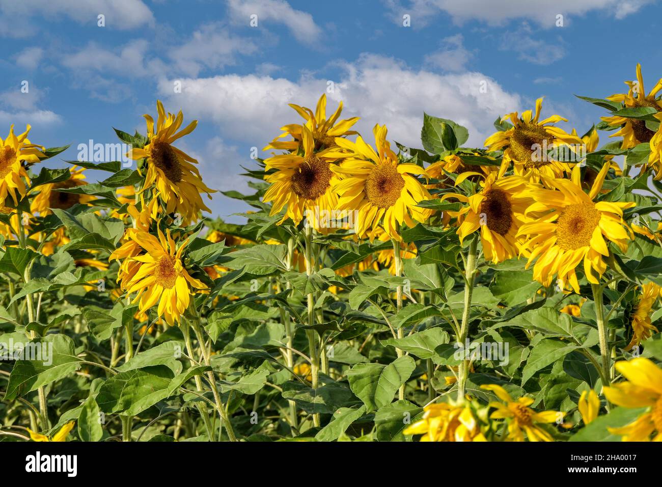 Israel sunflower field hires stock photography and images Alamy