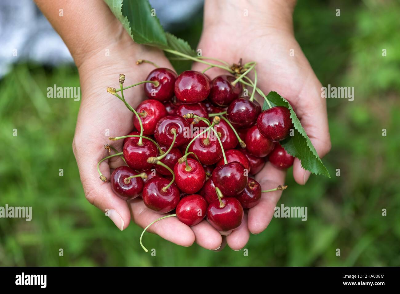 Frauenhände, die frisch gepflückte Kirschen halten Stock Photo