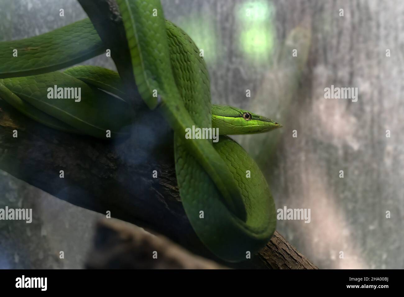 green vine snake on a tree portrait Stock Photo