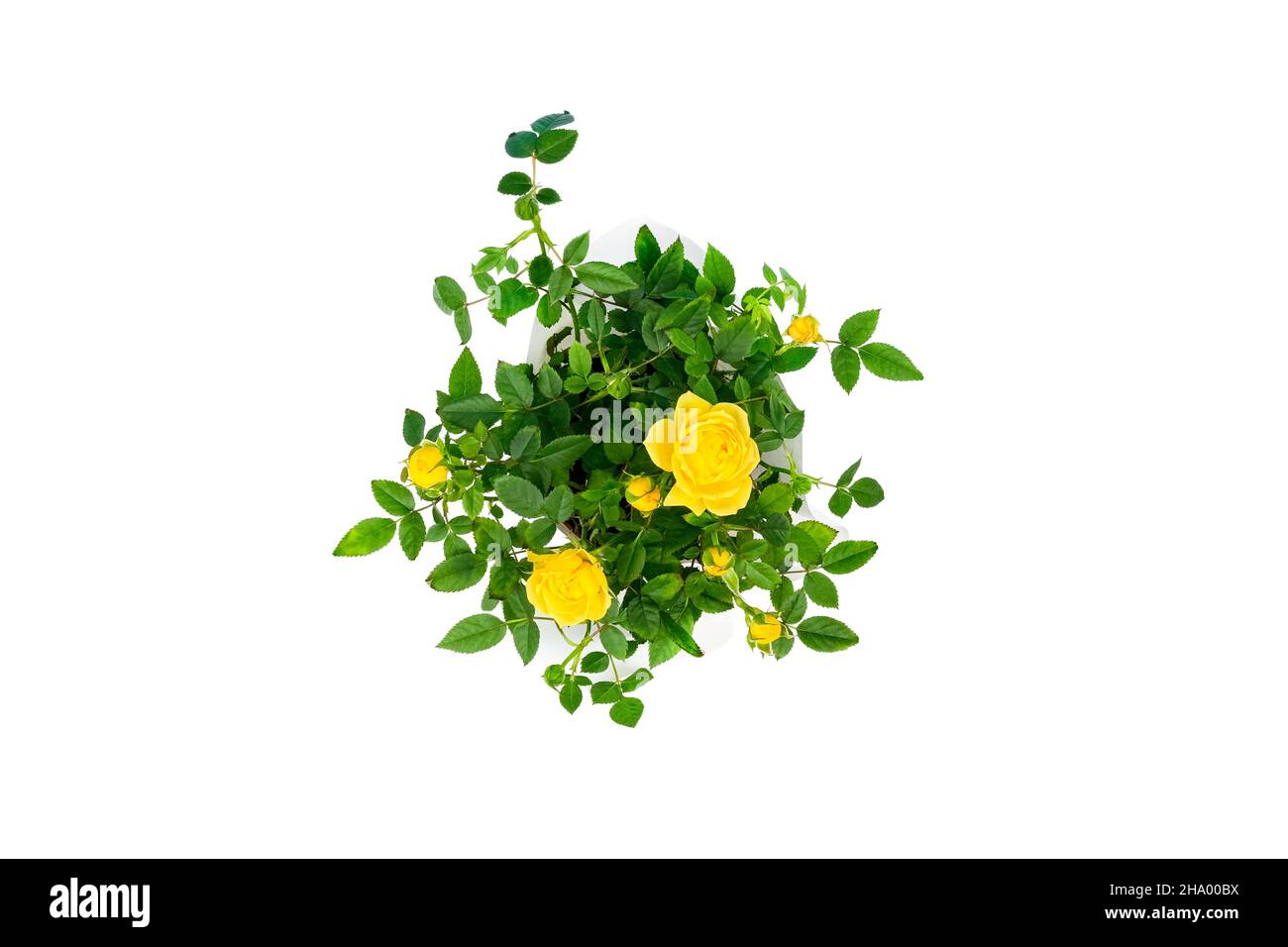 Top view on beautiful small bush of yellow roses in a pot isolated on