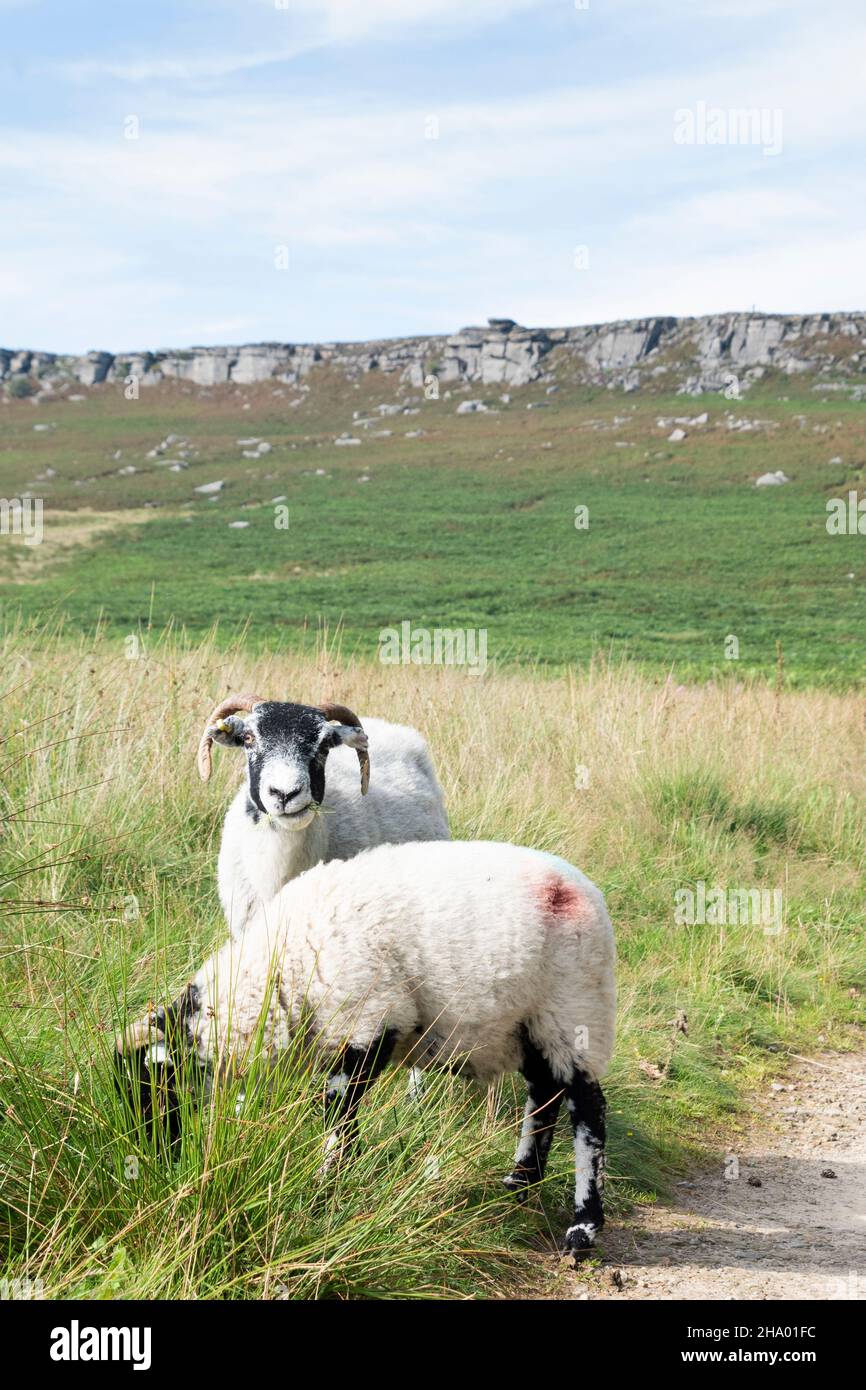 Two horned sheep graze on long grass beside a moorland pathway leading Stanage Edge, a long gritstone cliff edge or escarpment in the Peak District, U Stock Photo