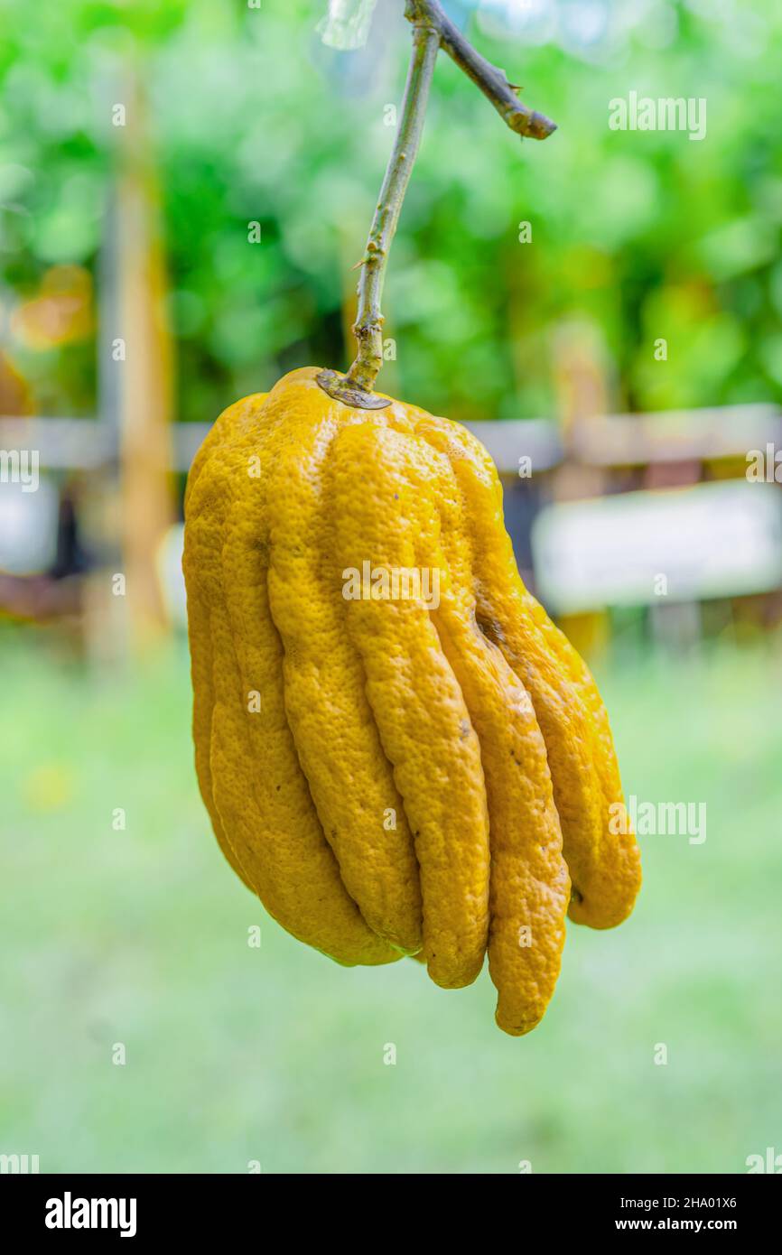 Citrus medica var. sarcodactylus, Fingered citron of Buddha's Hand, fruit is fragrant for perfume. Stock Photo