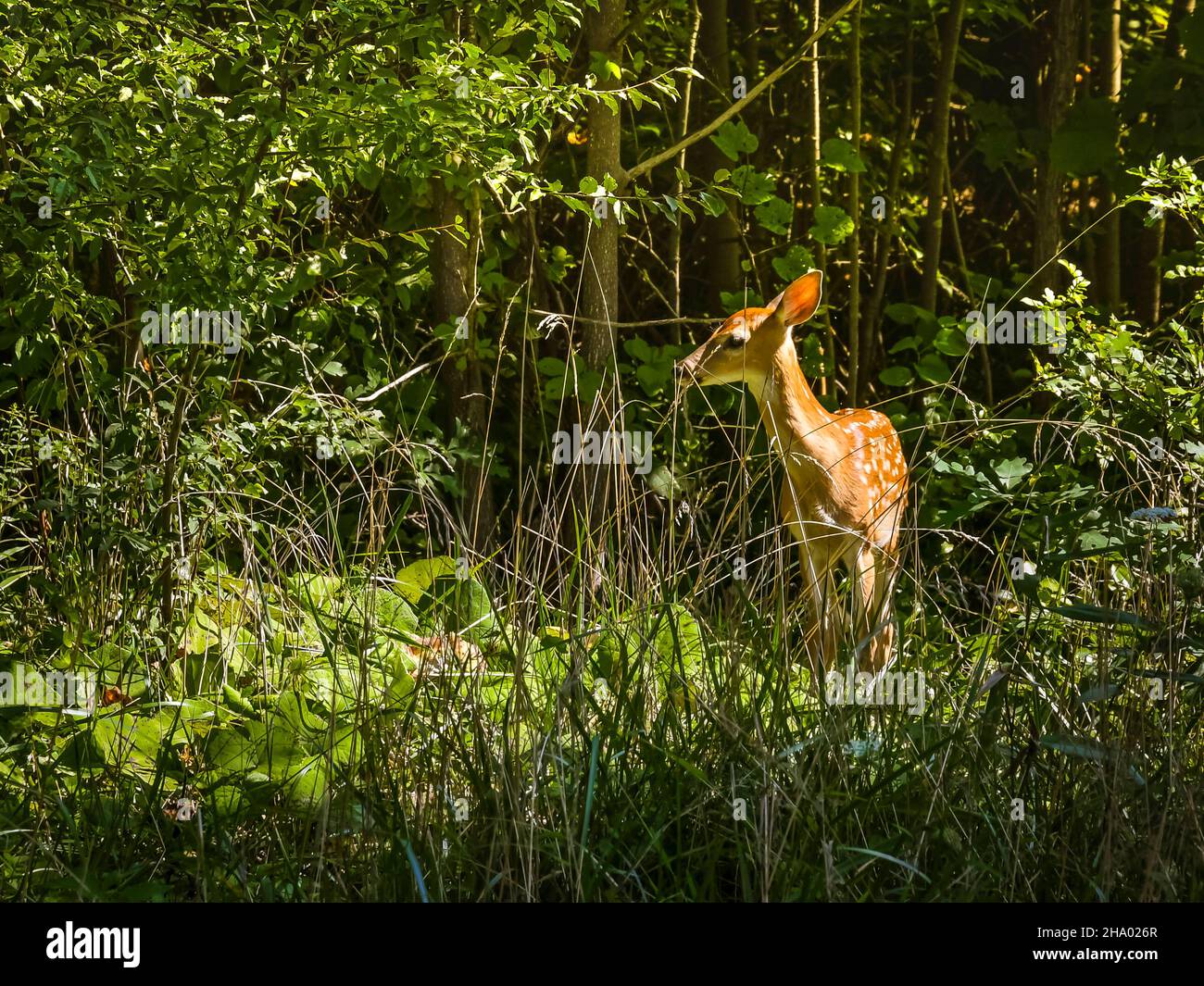Fawn in the Forest Stock Photo