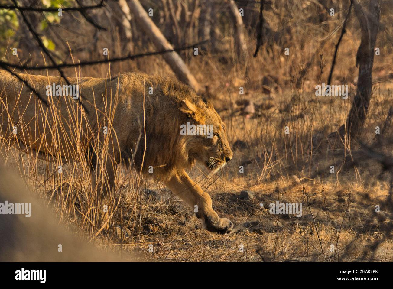 Male Asiatic Lion on the prowl Stock Photo