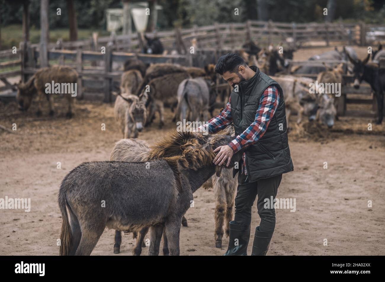 A farmer with his animals at the fram Stock Photo - Alamy