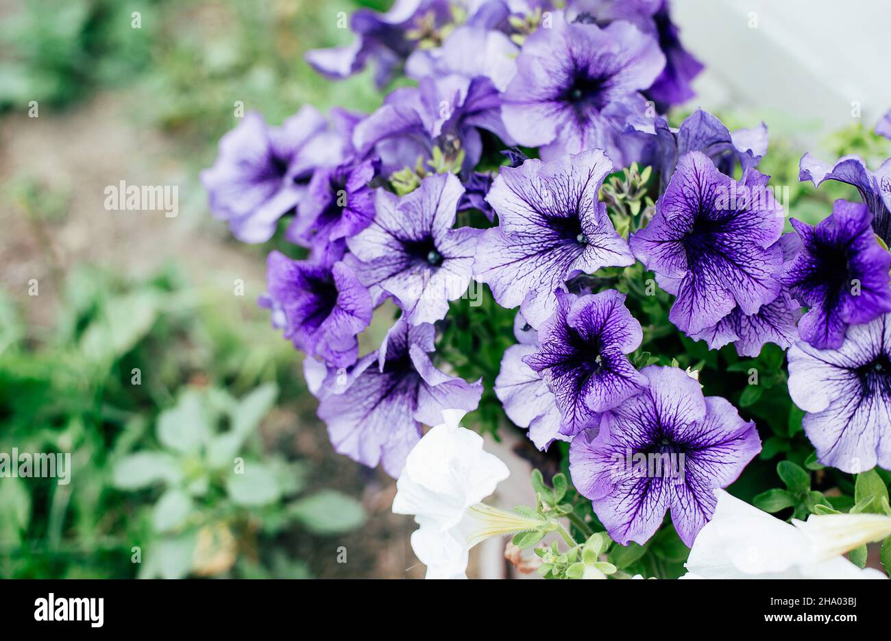Blue flowers petunia. Color of ther 2022. Trendy color concept Stock Photo