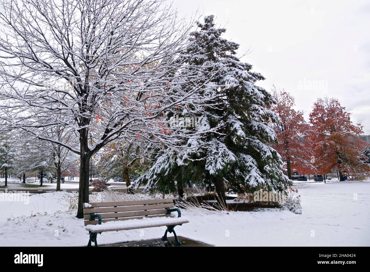 A wooden park bench in a park and trees around are covered with ice and ...