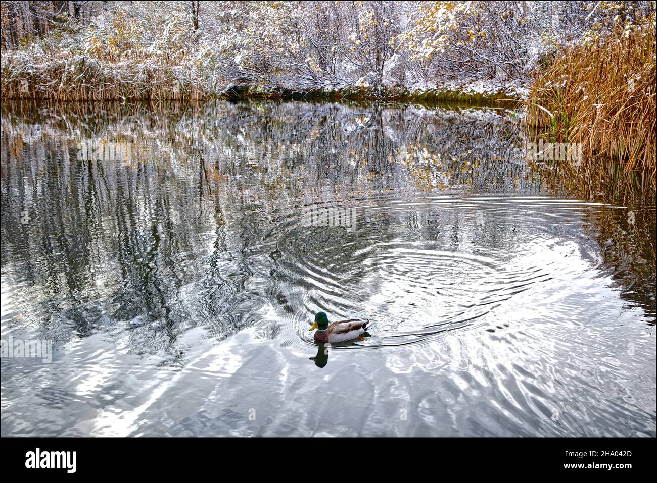 Duck swim beautifully on a winter lake Stock Photo Alamy