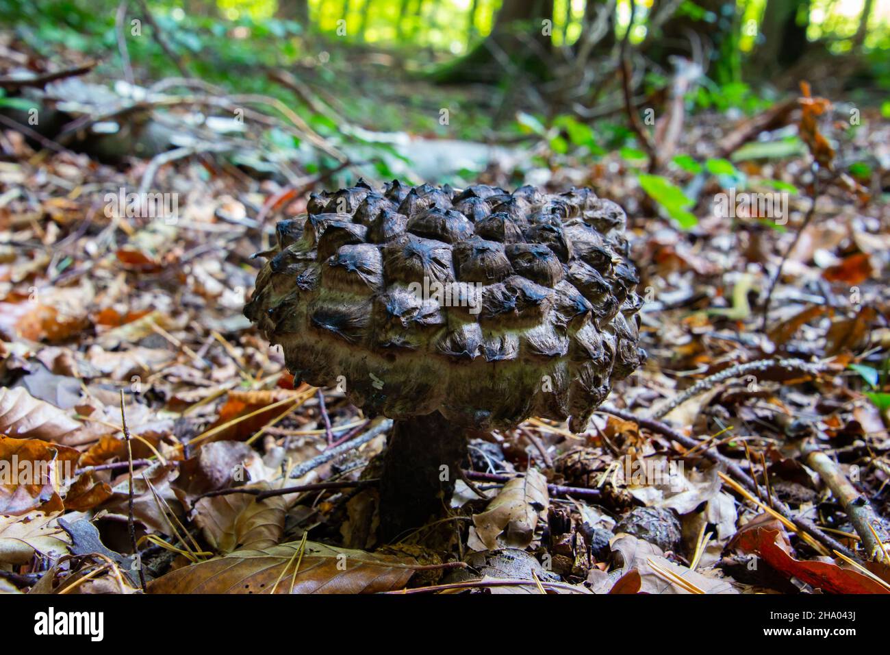 Close up of a Old Man of the Woods Mushroom, also called Strobilomyces strobilaceus Stock Photo