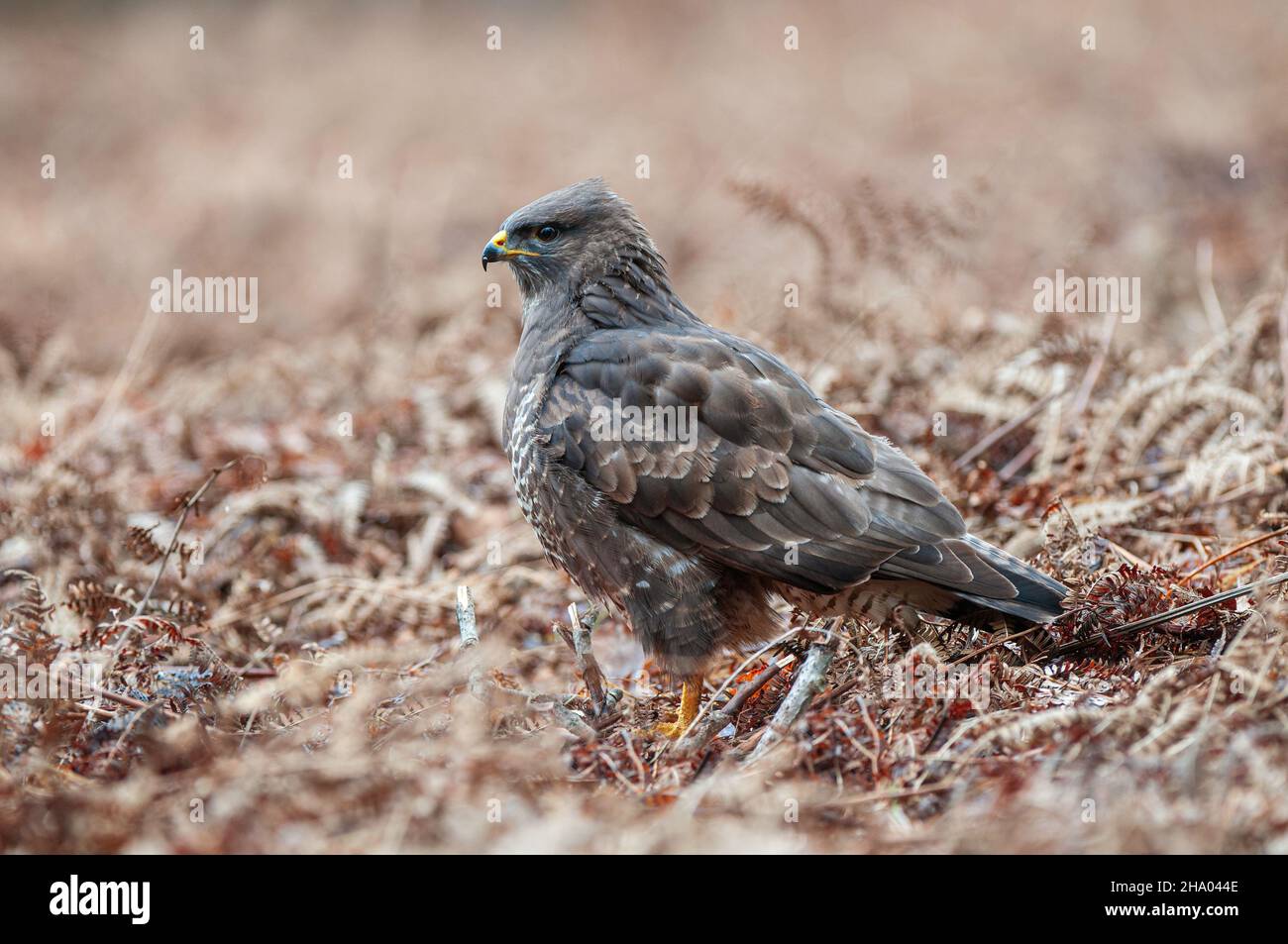 Common buzzard (Buteo buteo) standing on the ground in forest clearing Stock Photo