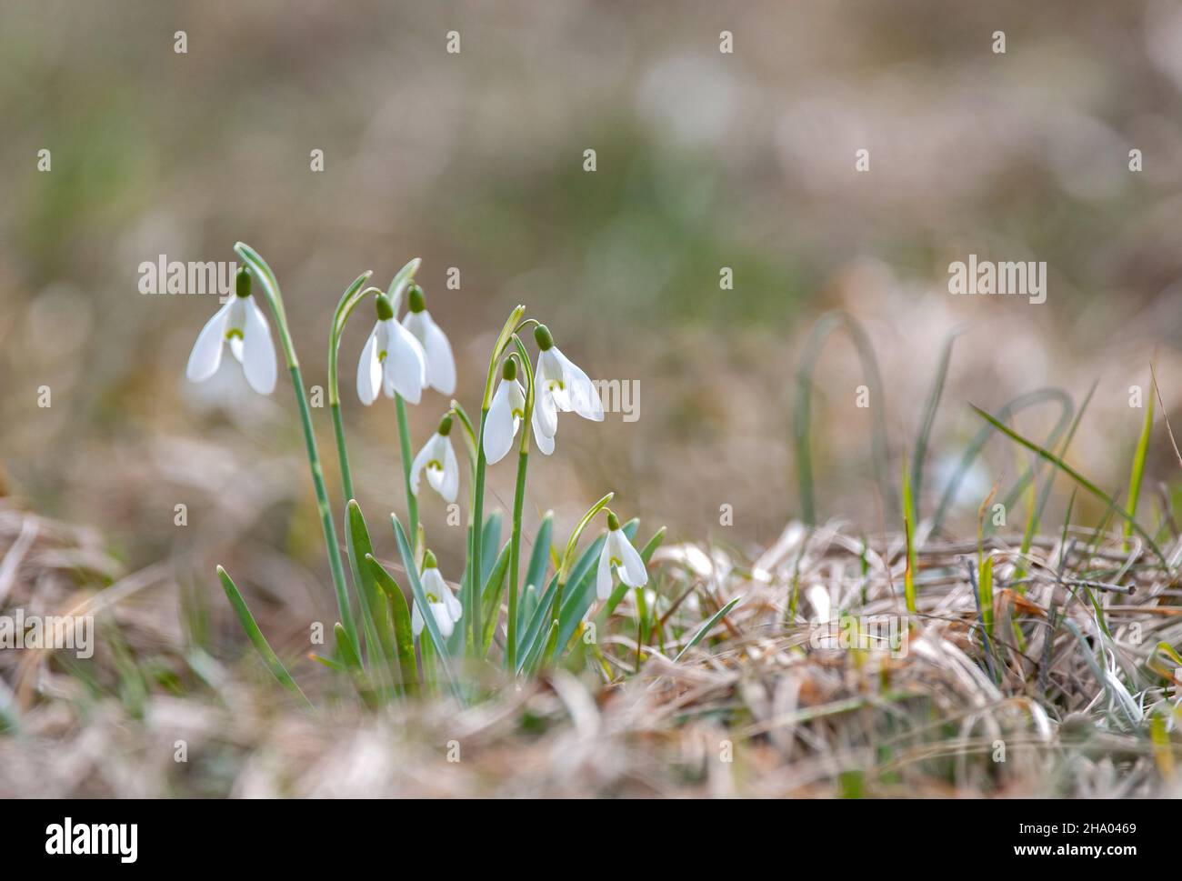 Common snowdrops growing from the ground during springtime season Stock Photo