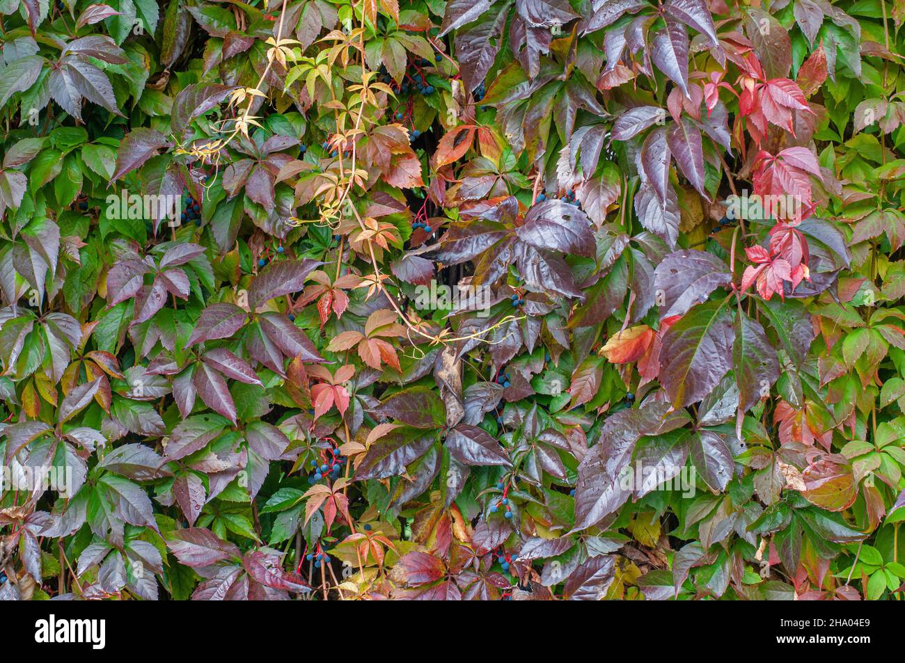 Colorful leaves of a Parthenocissus Quinquefolia vine plant in autumn Stock Photo