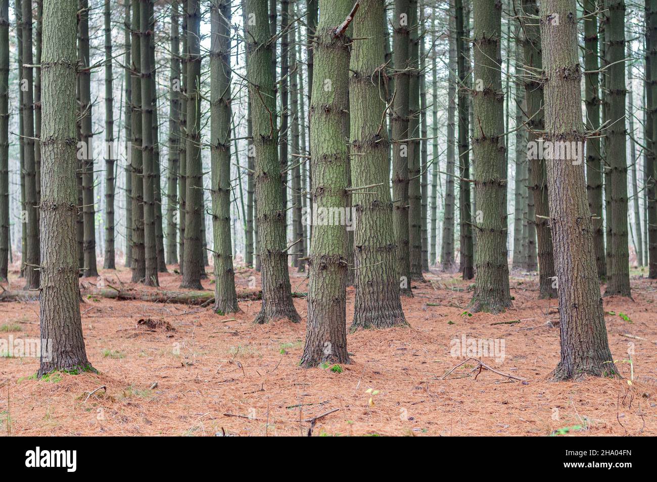 Pine trees growing in pine tree forest Stock Photo