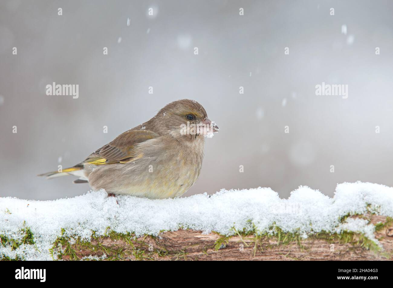 Greenfinch standing on snow covered branch during snowfall Stock Photo