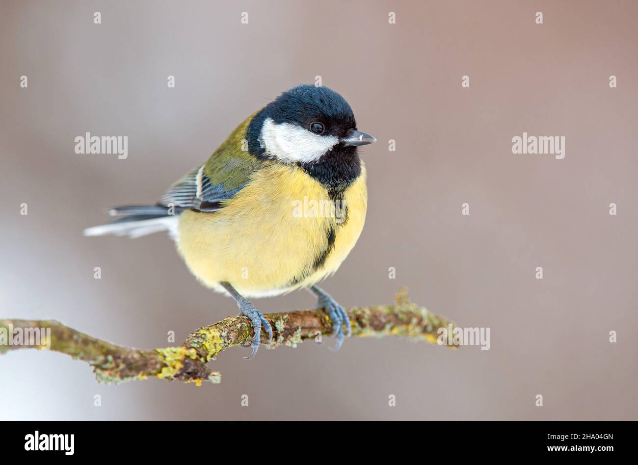 Great tit (Parus major) perching on a twig Stock Photo
