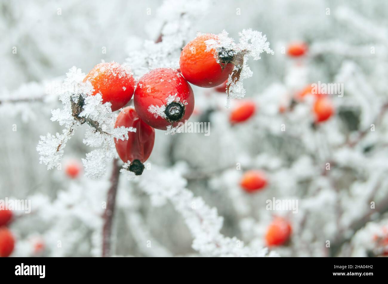 Red hips of a dog rose shrub, covered in frost Stock Photo