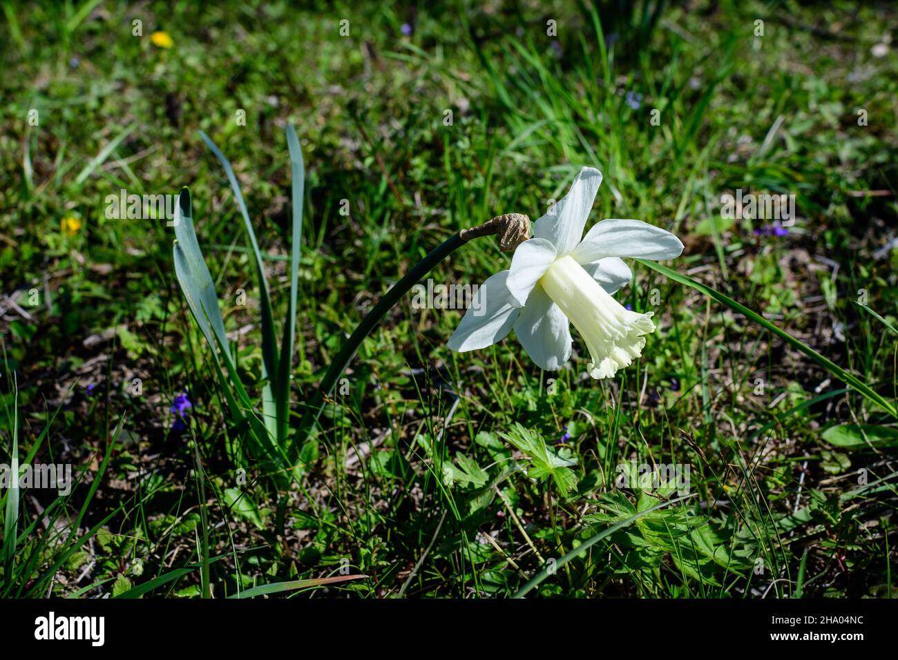 One delicate white and vidid yellow daffodil flower in full bloom with blurred green grass, in a sunny spring garden, beautiful outdoor floral backgro Stock Photo