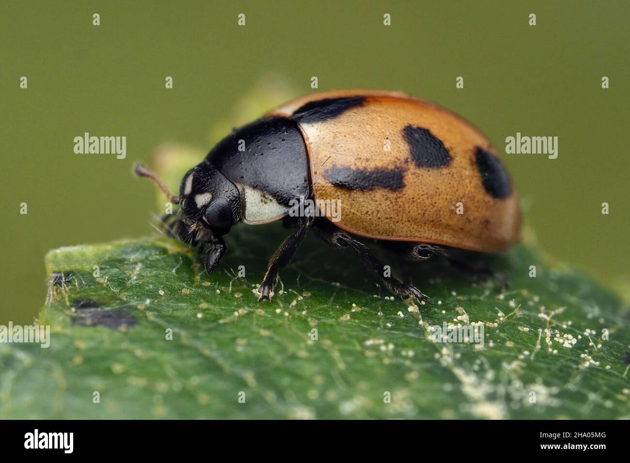 Hieroglyphic Ladybird (Coccinella hieroglyphica) at rest on leaf ...