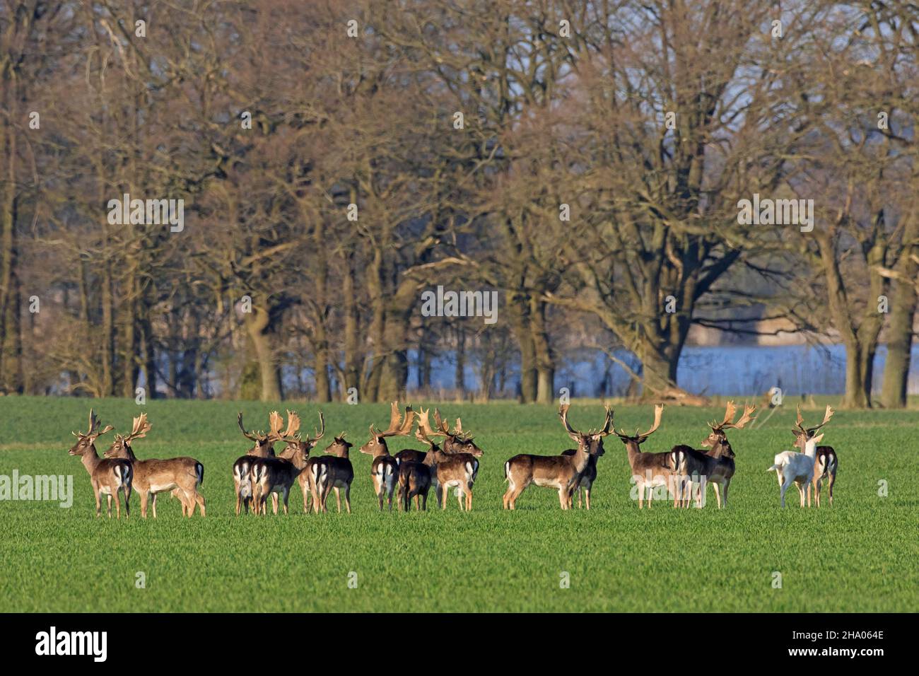 Fallow deer (Dama dama) large herd of bucks foraging in field at edge of broadleaved forest Stock Photo