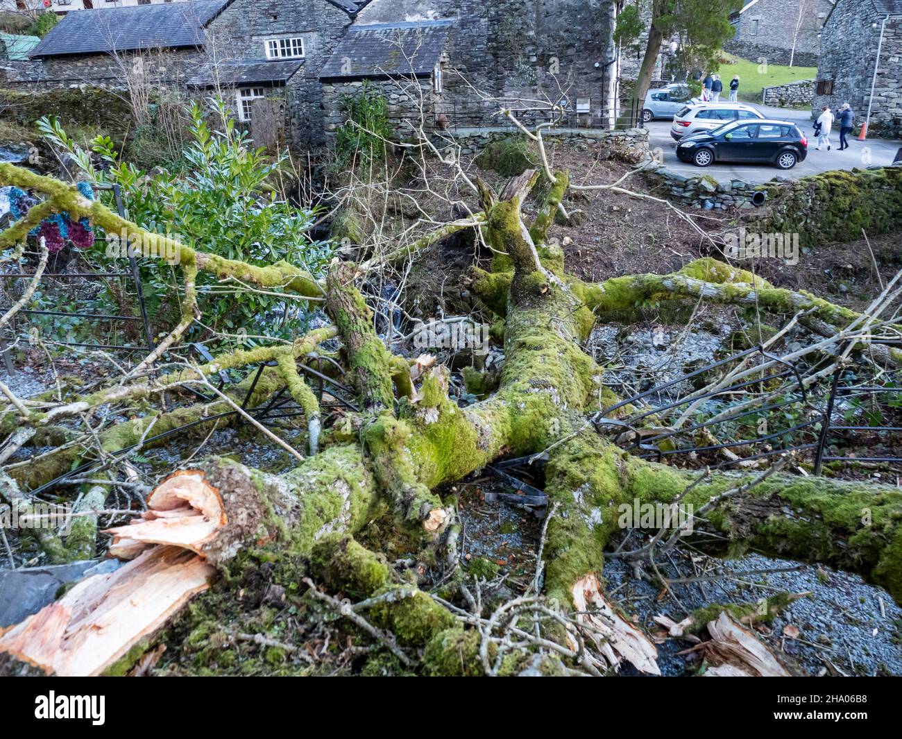 Trees in Ambleside blown over by Storm Arwen, an extrmely powerful