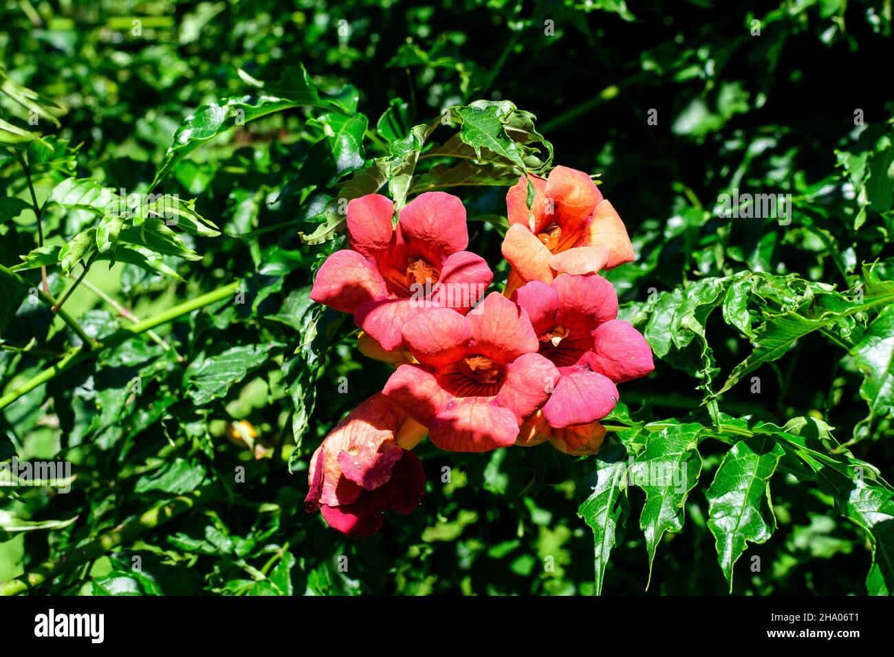 Many vivid orange red flowers and green leaves of Campsis radicans plant, commonly known as the trumpet vine or creeper, cow itch or hummingbird vine, Stock Photo