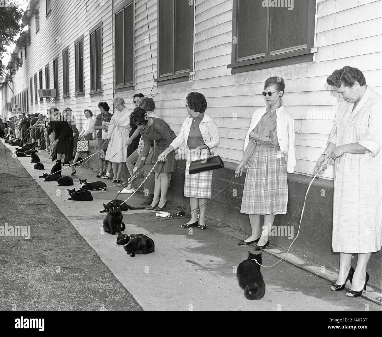 Casting black cats in 1961 - Black cats with owners audition for a part in Edgar Allen Poe’s The Black Cat Stock Photo