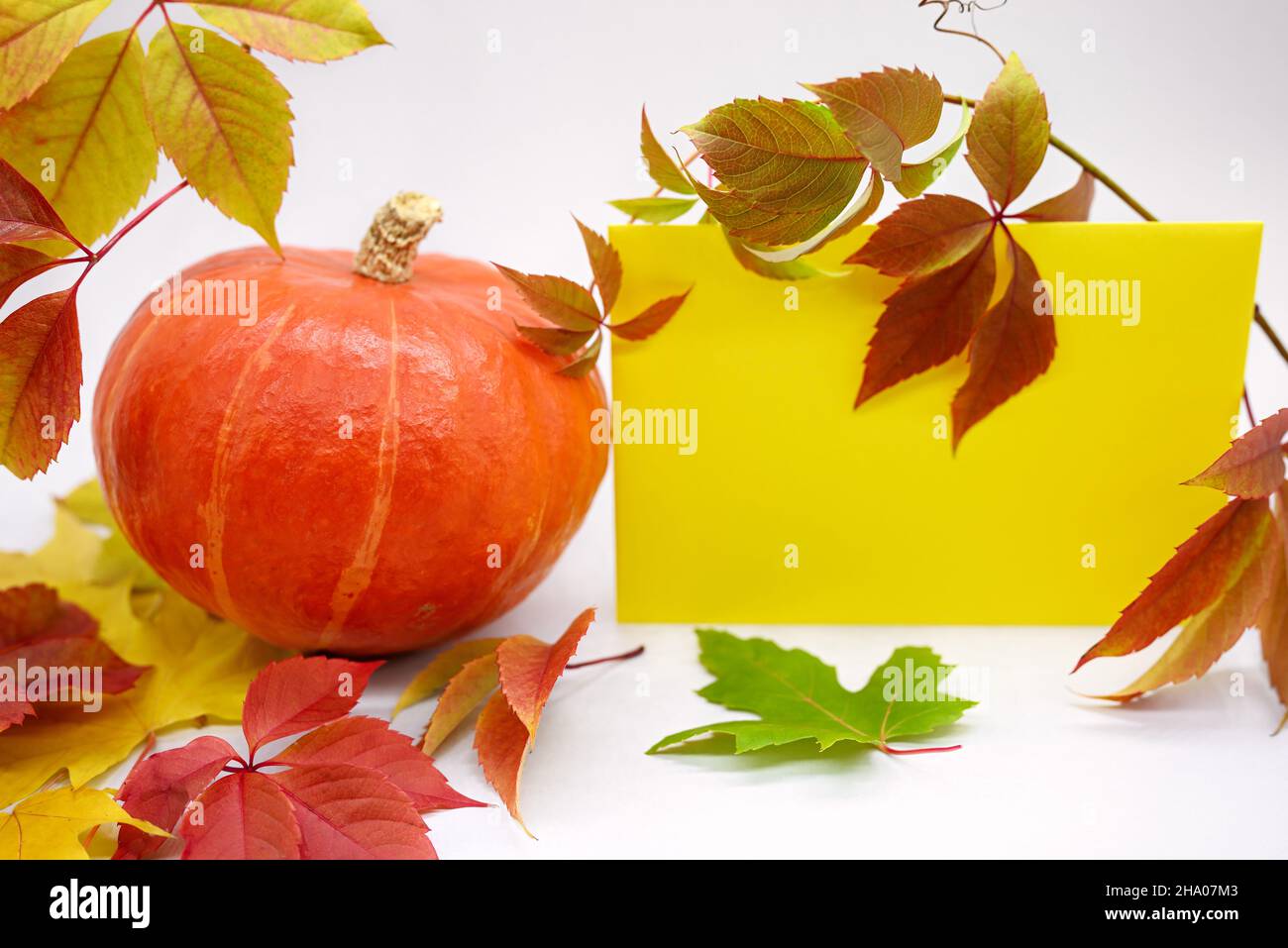 Autumn composition. Round orange pumpkin, autumn leaves of wild grapes and a yellow sheet of paper. White background, free space for text. Stock Photo