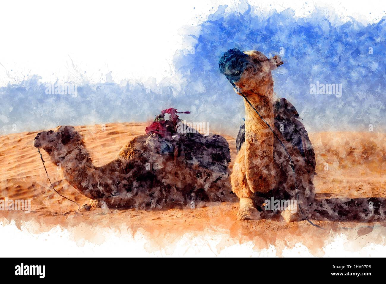 Watercolor drawing. Dromedary Camel sits on the sand in the Sahara Desert, resting. Stock Photo