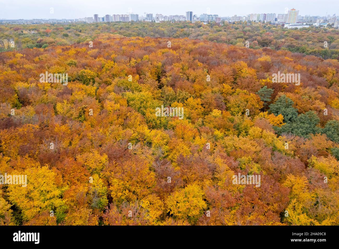 Bird's eye view from drone on colorful fall trees Stock Photo - Alamy