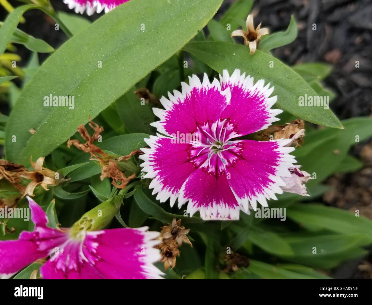 Bright pink flowers of Dianthus gratianopolitanus, commonly known as cheddar pink, on a blurred background of green leaves -01 Stock Photo