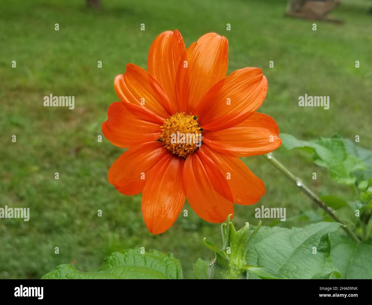 Single, orange colored, garden dahlia, or dahlia pinnata, on a blurred background of green leaves and grass -01 Stock Photo