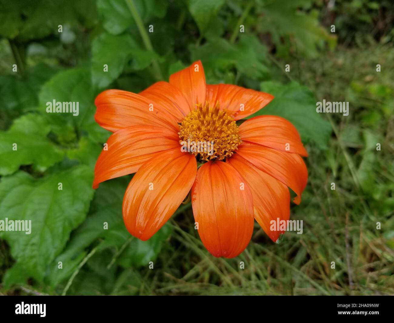 Single, orange colored, garden dahlia, or dahlia pinnata, on a blurred background of green leaves and grass -04 Stock Photo