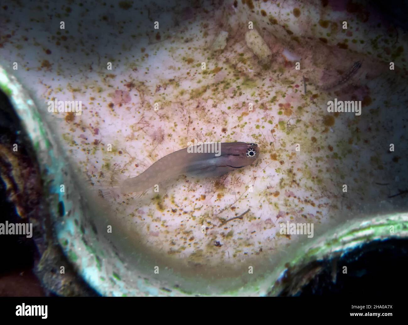 A Combtooth Blenny (Ecsenius dentex) in the Red Sea, Egypt Stock Photo
